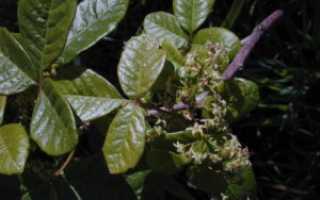 Rhus toxicodendron (Сумах ядовитый) (продолжение…)
