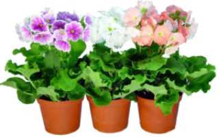 Primula obconica (Примула)