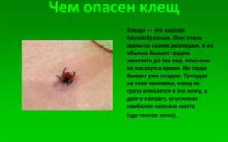 Чем опасны клещи?