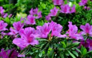 Rhododendron (Рододендрон золотистый)