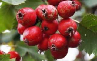 Crataegus (Боярышник)