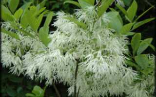 Chionanthus (Хионантус виргинский)